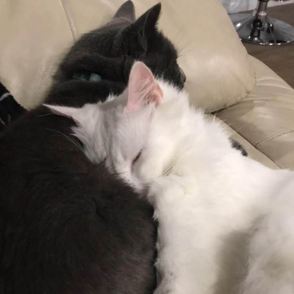 Meet your Posher, Alexa